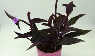 紫罗兰花语 紫罗兰花语